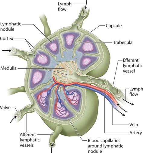 Lymph Node Anatomy In Detail Lymph Nodes Anatomy Lymphatic System