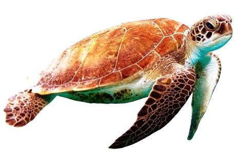 Turtle Png Clipart Turtle Png Image And Clipart Sea Turtle Turtle