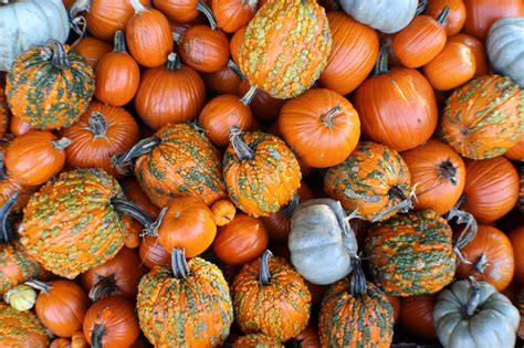 Pumpkin patch hopping: In search of Vancouver's perfect fall experience | Daily Hive Vancouver