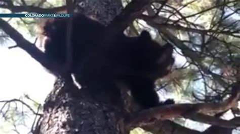 Wildlife Officials Say Bears That Killed Woman Had To Be Euthanized