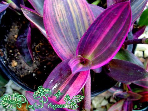 The Plant Princess Variegated Purple Queen