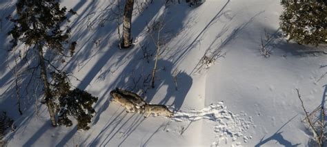 Isle Royale Winter Study Fewer Wolves Fewer Moose Laptrinhx News