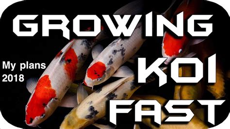 Growing Koi Big And Fast 5 Key Rules My Plan For 2018 And The New