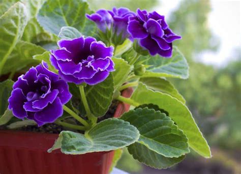 20 Flowering Houseplants That Will Add Beauty To Your Home Container