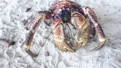 Coconut Crab Size Comparison Ultimate Wallpaper Card