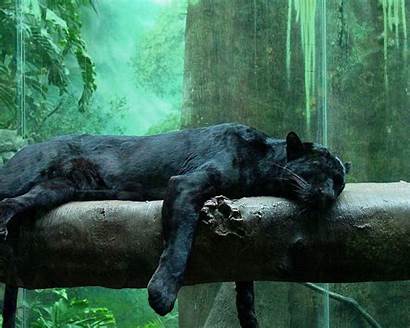 Animal Panther Animals Wild Jaguar Jungle Wallpapers