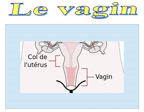 Spcf Fr Le Vagin