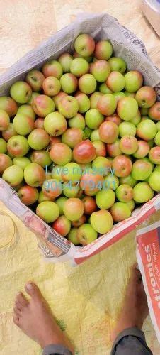 Miss India Apple Ber Plants At Rs 10plant Apple Ber Plants In Barasat Id 24343969488