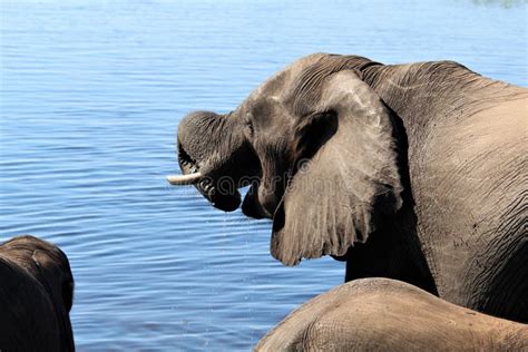 Elephant Close Up In The River Safari In Chobe National Park Stock