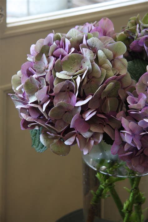 We literally have thousands of great products in all product categories. Love that plum color! | Beautiful hydrangeas, Beautiful ...