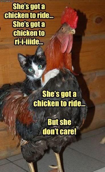 Shes Got A Chicken To Ride Chicken Humor Funny Cat Pictures Funny