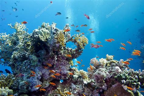 Peces De Arrecife Con Corales Duros Y Exótico Anthias En El Fondo Del