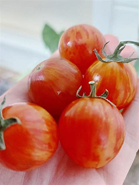 Tomato Pink Bumble Bee Boondie Seeds