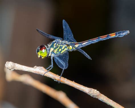 A Grenadier Dragonfly This Is The Female Agrionoptera Insi Flickr