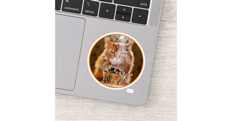 Funny Cranky Cat With Melted Birthday Cupcake Sticker Zazzle