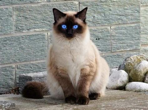 Balinese Cat Breed Information And Characteristics Pet Reader