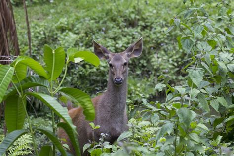 Deer Resistant Evergreen Shrubs Zone 7