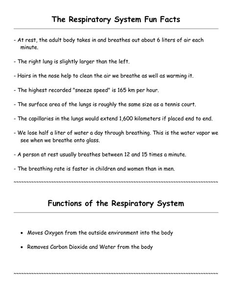 The Respiratory System Fun Facts