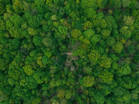 Wallpaper Forest Aerial View Green Trees Treetops Hd Widescreen