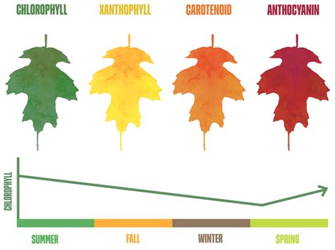 Why Do The Leaves Change Color In The Fall India New England News