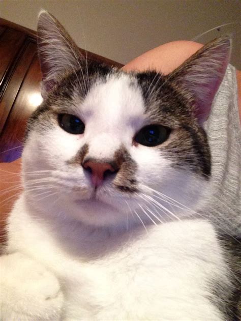 Is cat food good for cats? Cat selfie. Meet Charlie! | Gatos, Mascotas, Felinos