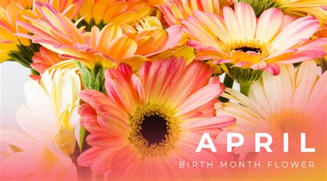 April Birth Flower Daisy