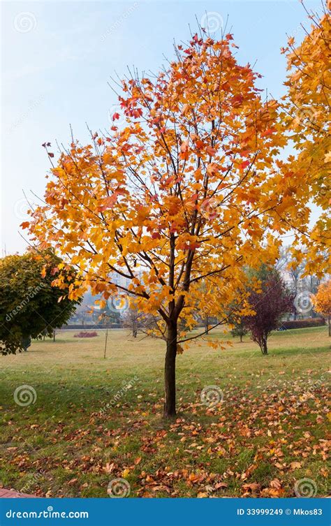 Autumn Maple Tree In A Park Stock Image Image Of Leaf Nature 33999249