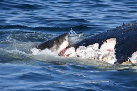 Cape Shark Researchers Take Advantage Of Great Whites Feasting On Dead