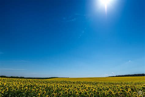 Sunflower Field And Blue Sky Background High Quality Free Backgrounds