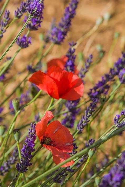 Lavender And Poppies Provence France Λεβάντα Χρώμα Νησί