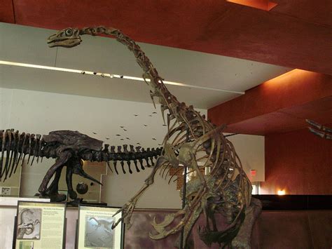 Therizinosaurus Facts Habitat Diet Fossils Pictures
