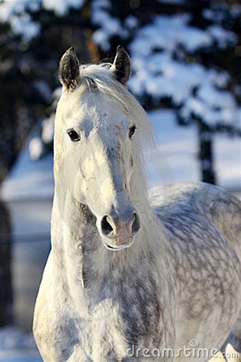 Orlov Trotter Dapple Grey Horses Horses Grey Horse