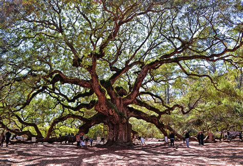 Angel Oak Tree 009 Photograph By George Bostian Fine Art America