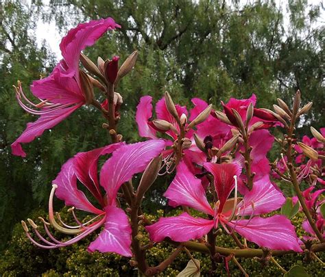 This is another flaky crust variety, but is larger in size than the suzhou variety. Hong Kong Orchid Tree - Santa Barbara Beautiful