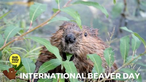 International Beaver Day Heritage Mississauga