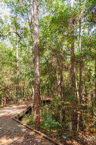 Boardwalk Winding Through Shingle Creek Park And Preserve In Kissimmee