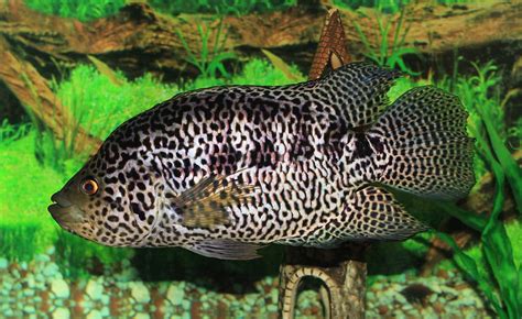 25 Aggressive Freshwater Fish For Predator Tanks Species Guide