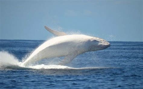 Pin By Claire Marchant 🐬 On ¤ Whales ¤ Albino Animals Rare Albino