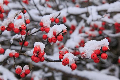 Winterberry Is Our Favorite Winter Plant For Southern Gardens