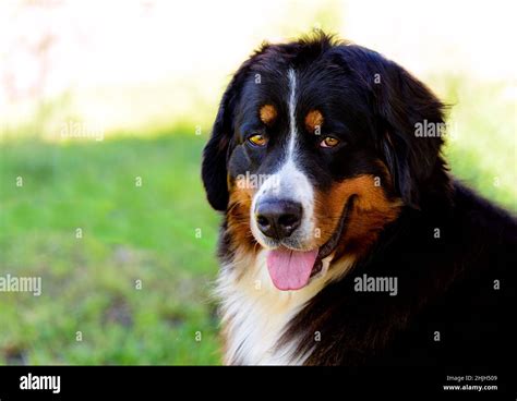 Portrait Du Chien De Montagne Bernoisle Bernese Mountain Dog Est Dans