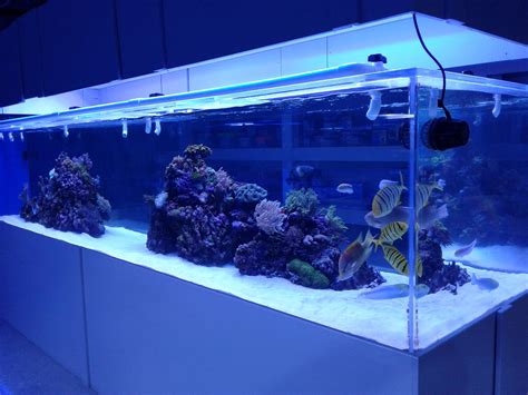 My 1600 Gallon Mixed Reef Tank With Sharks Aquariums