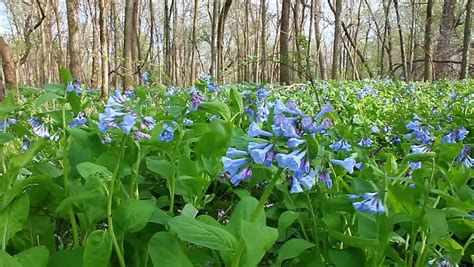 Virginia Bluebells In Illinois Forest Stock Footage Video 6852985