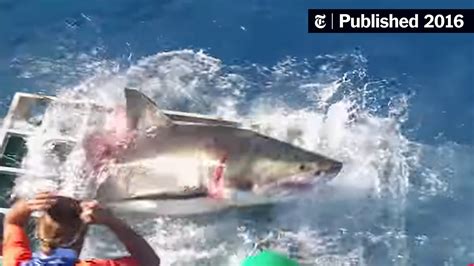 Diver Recounts His Encounter With A Cage Breaking Great White Shark