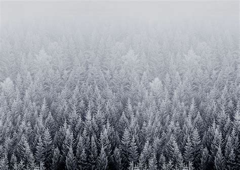 20 Nature Aesthetic Winter Desktop Wallpaper Green Wallpaper