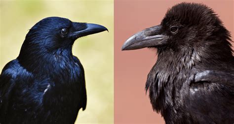 5 Fascinating Facts About Ravens Farmers Almanac Plan Your Day