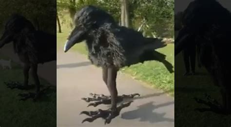 Someone Dressed Up As A Human Sized Crow At The Park