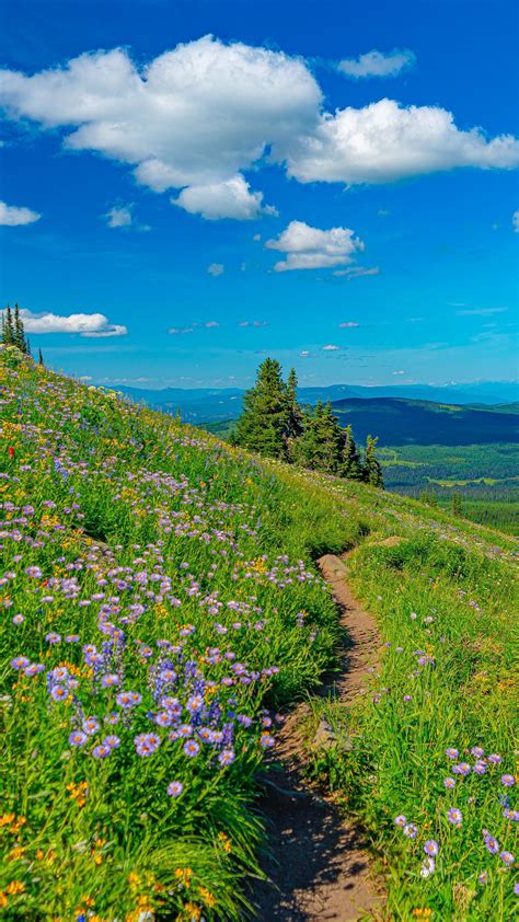 Mountain Pathway Between Grass Field And Flowers In Background Of Blue