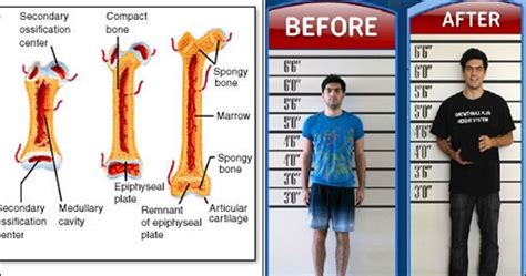 Growth hormone (gh) or somatotropin, also known as human growth hormones (hgh or hgh) in its human form, is a peptide hormone that stimulates growth, cell reproduction. How to Increase Growth Hormones for Height - crazzy crafting