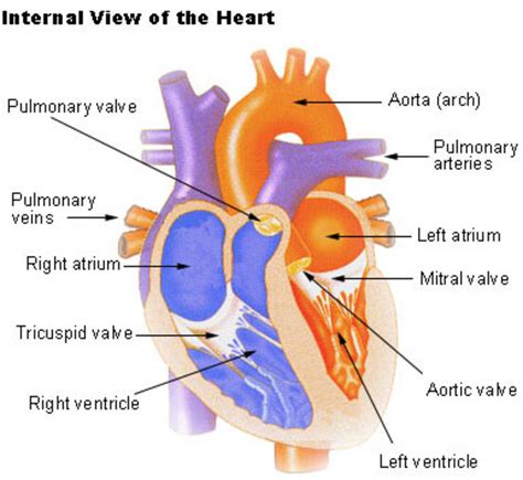 Ocr Biology Revision Part 5 The Heart Hubpages