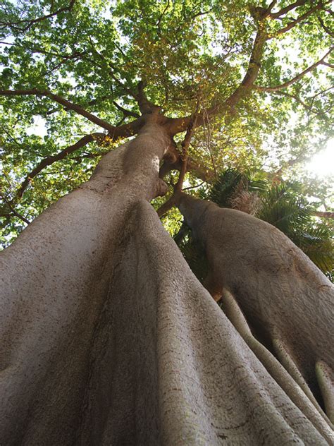 Kapok Silk Cotton Tree Ceiba Pentandra Urban Tropicals